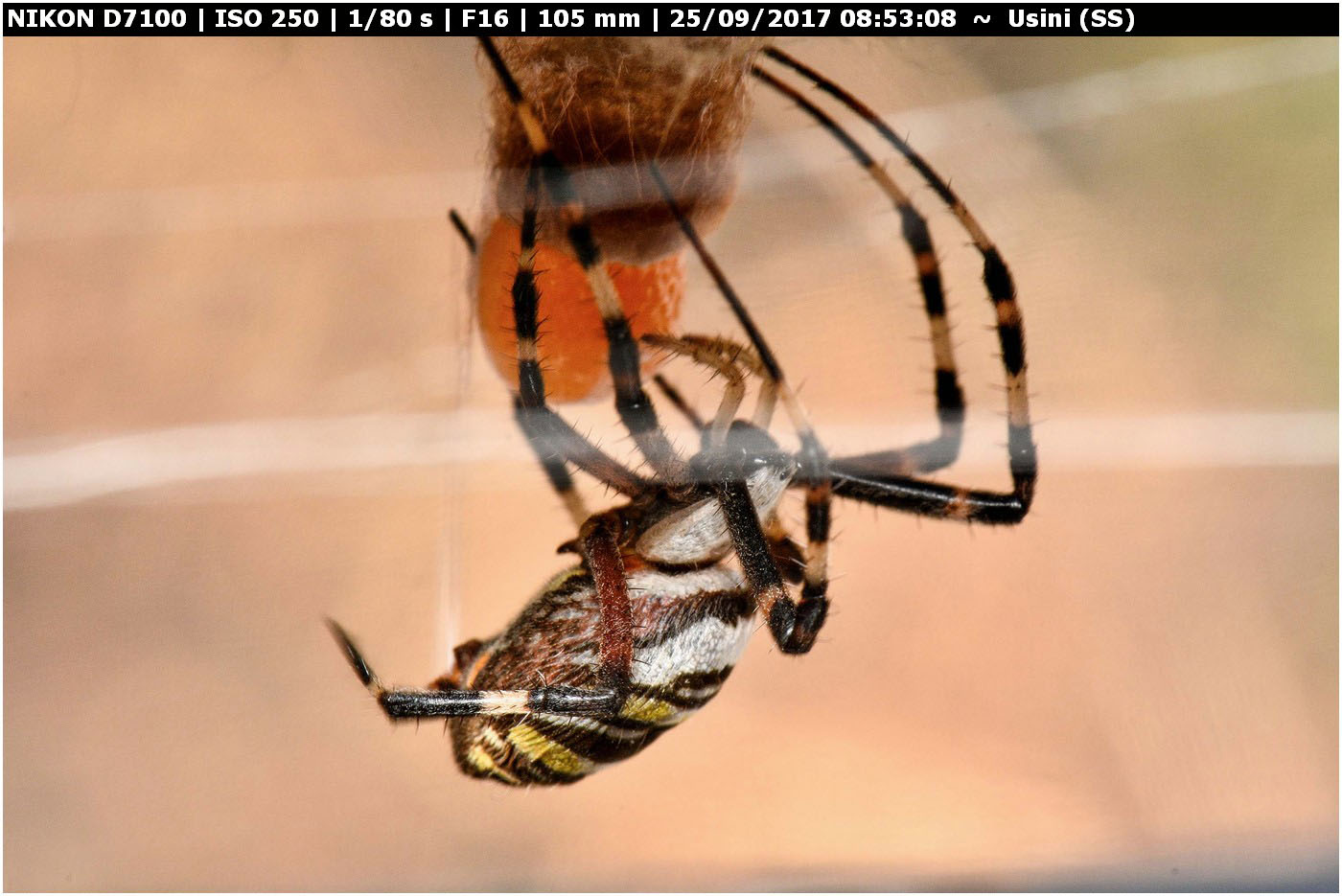 Argiope bruennichi deposizione e costruzione ovisacco